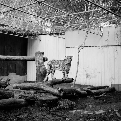 05-leopardo-zoocosis-esteladecastro
