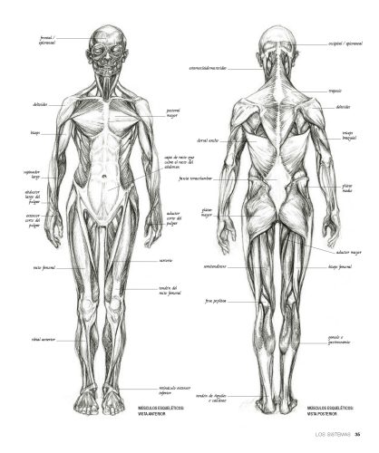 Anatomia_artista_2025_Página_07