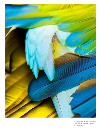 Color_naturaleza_Página_07