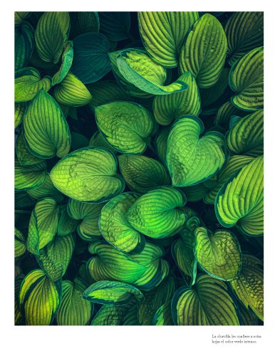 Color_naturaleza_Página_09