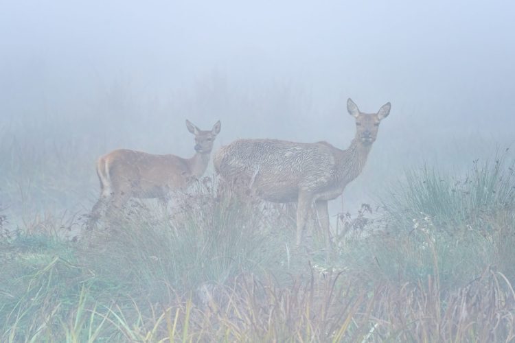 Foto: Eneko Ibarguengoitia
