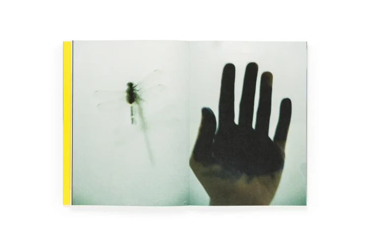 Portada del fotolibro El menso metió la cabeza en un hormiguero de la fotógrafa Sofía Ayarzagoitia, novedad editorial de Dalpine