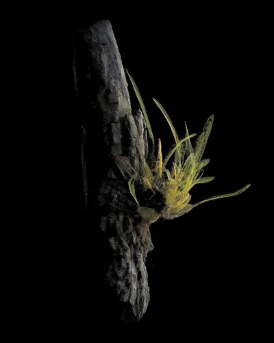 LAS FLORES MUEREN DOS VECES (35)