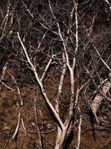 Piriscencia-5