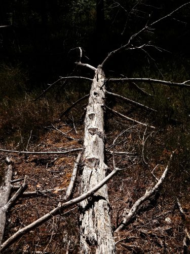 Piriscencia-6