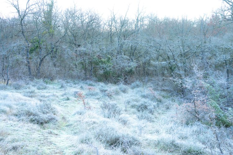 Foto: Silvia Terreros