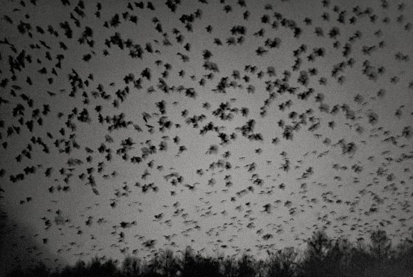 Foto: Masahisa Fukase