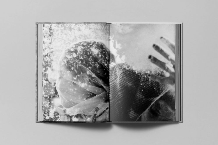 Disparatavus-CLAVERG_double_3