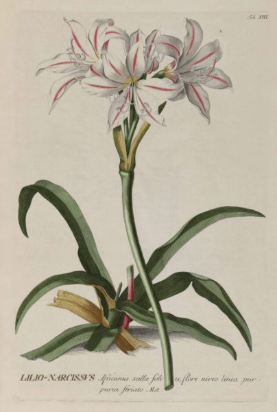 CHRISTOPH JAKOB TREW Y GEORG DIONYSIS EHRET, (ILLUST.), PLANTAE SELECTAE. LILIIO NARCISO, 1750-1773