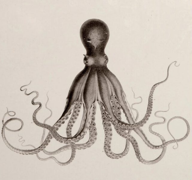 DIBUJO J.C. SAVIGNY. GRABADO FORSELL. 1809