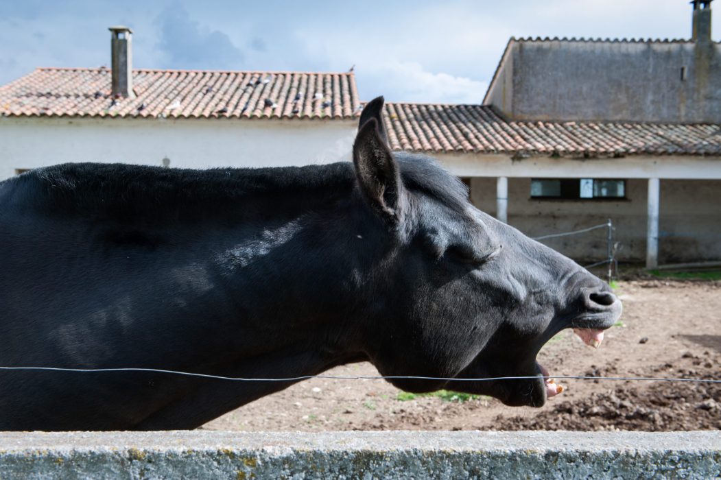 Caballo y vivienda diseminada. Vegaviana (Cáceres). 2016. © Ana Amado y Andrés Patiño