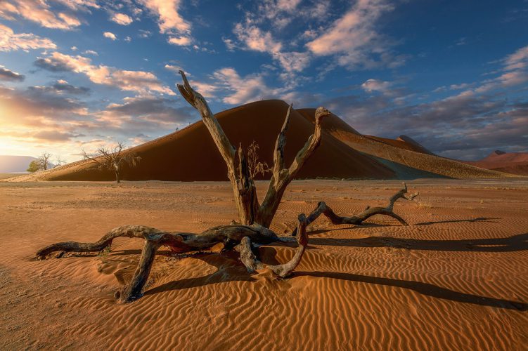 Joana Dueñas - Acacias and dunes