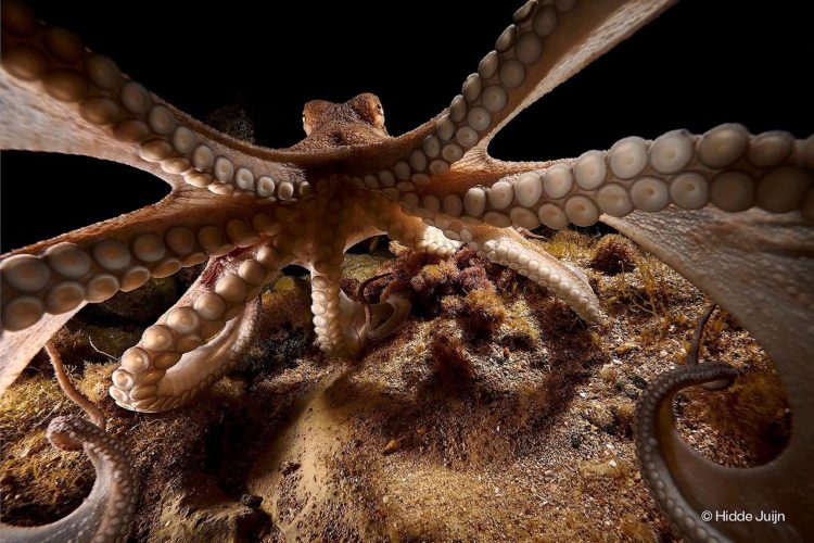 MARE - Pulpo