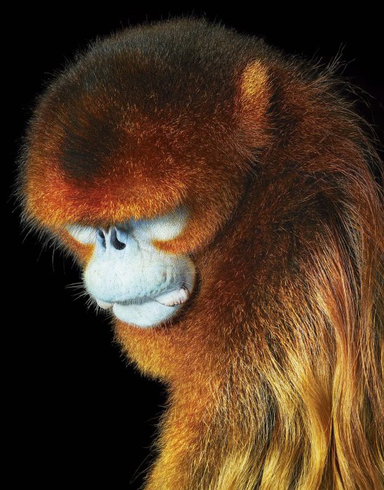 Foto: Tim Flach