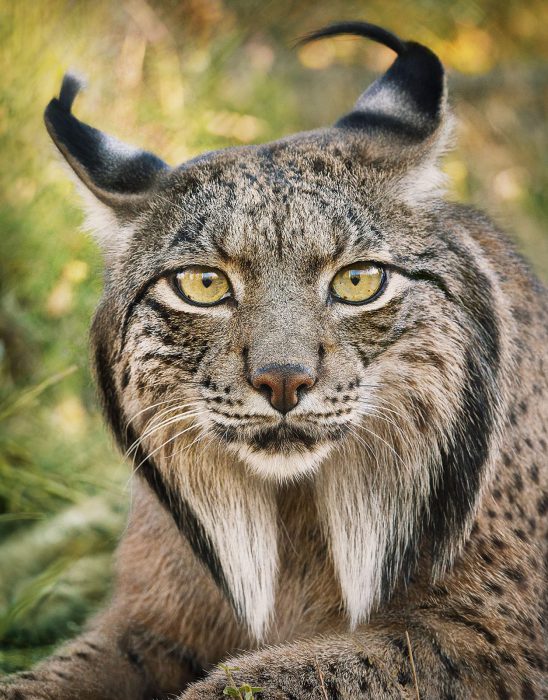 Foto: Tim Flach