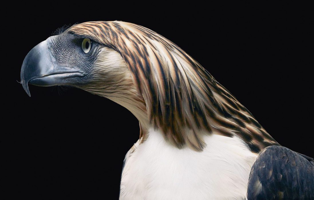 Foto: Tim Flach