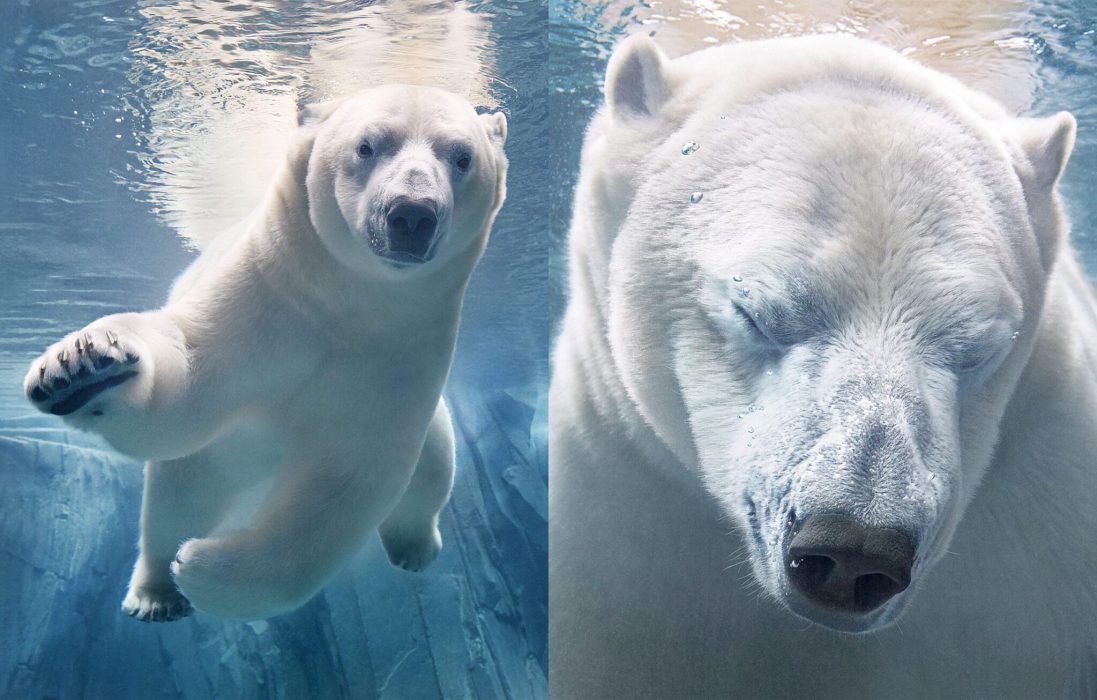 Foto: Tim Flach