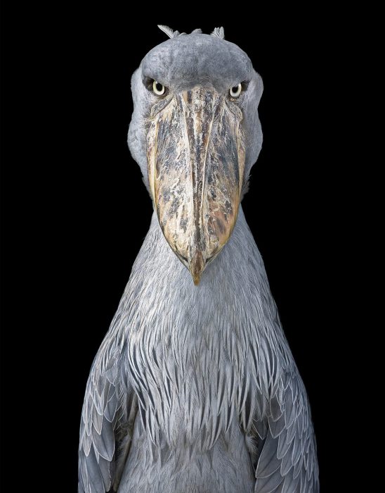 Foto: Tim Flach