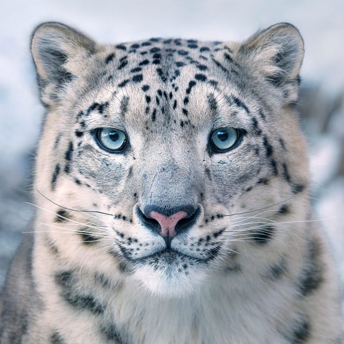 Foto: Tim Flach