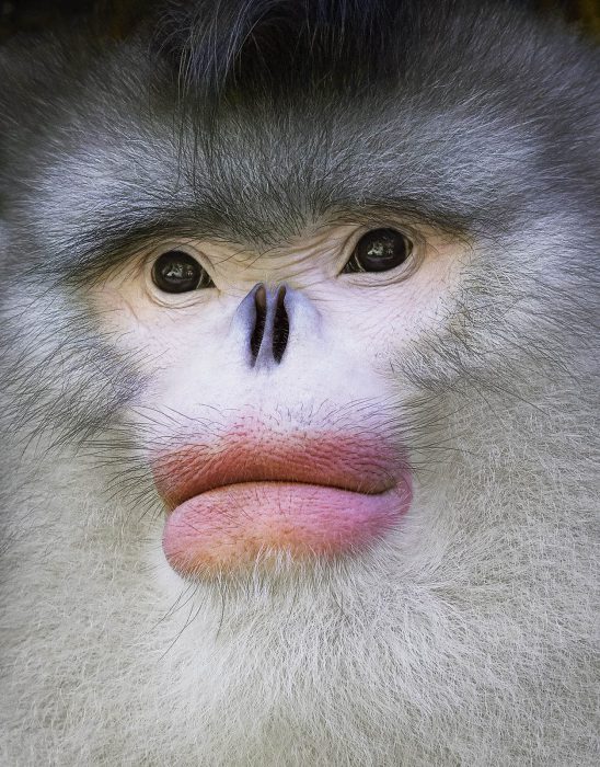Foto: Tim Flach