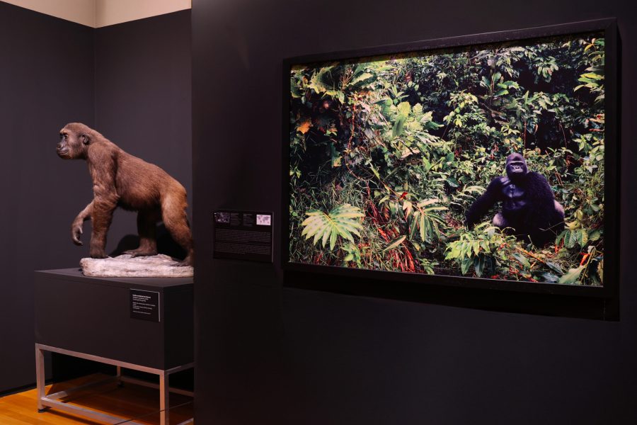 Tim Flach muestra sus fotografías de animales en peligro de extinción ...